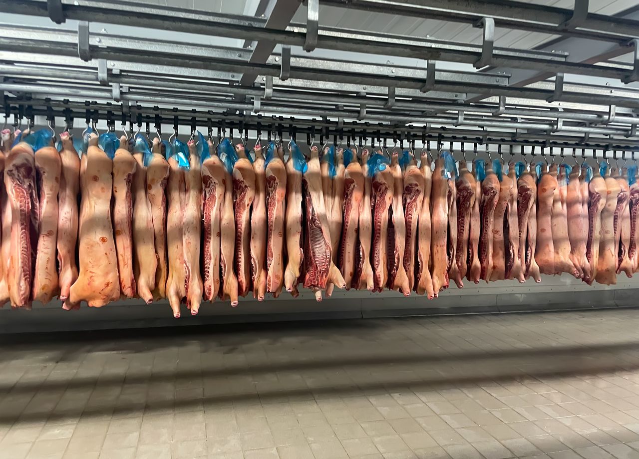 hero-img-01 Rows of pork carcasses hang in industrial slaughterhouse refrigerator.